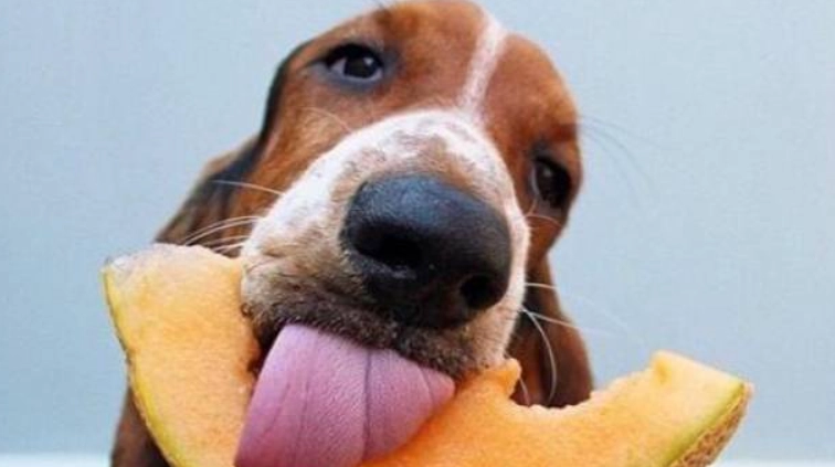 哈密瓜對狗狗有害嗎