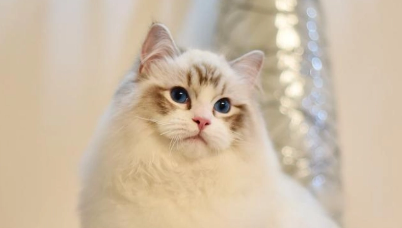 布偶貓智商 布偶貓智商