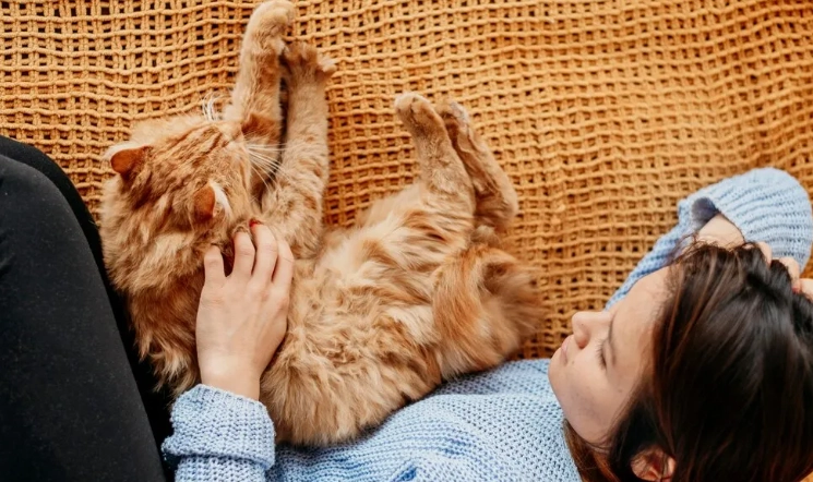 貓陪伴睡眠習慣