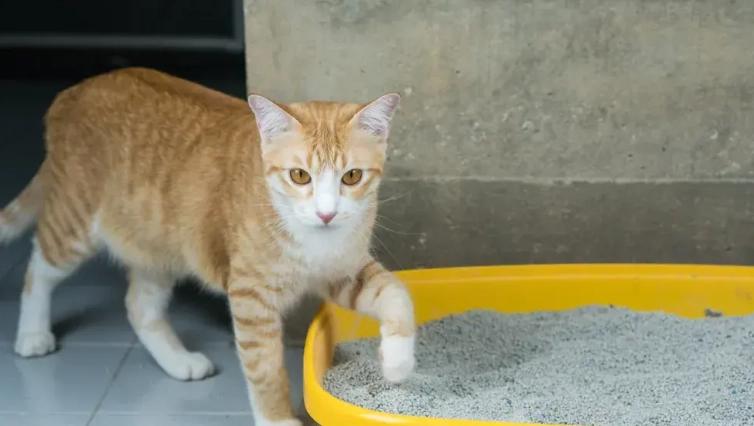 貓腹瀉處理 貓腹瀉處理