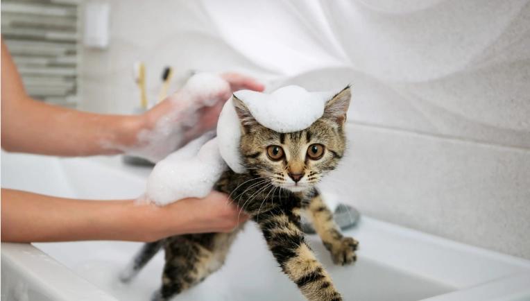 貓咪洗澡頻率