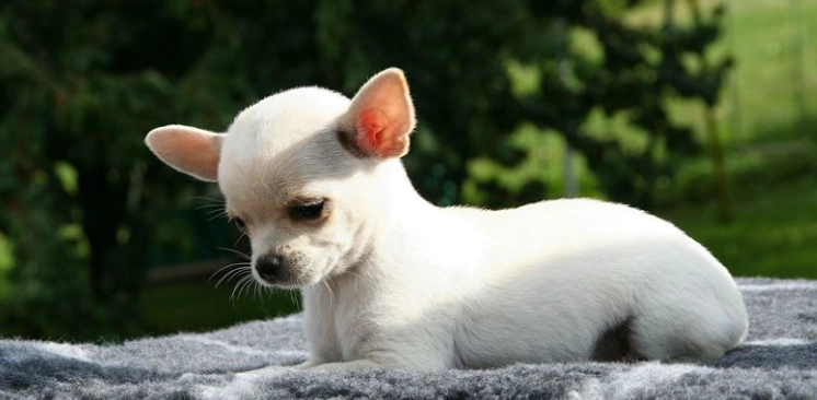 小型犬平均寿命 小型犬平均寿命