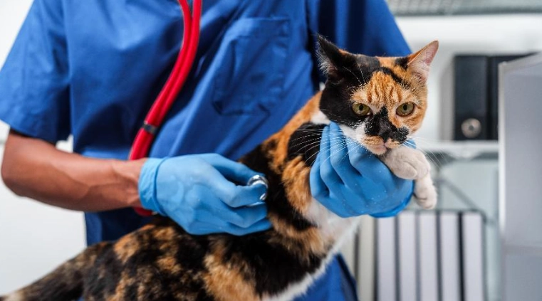 貓咪結紮時間 貓咪結紮時間