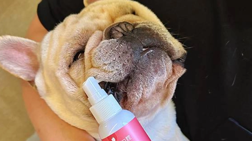 狗狗牙齒清潔方法