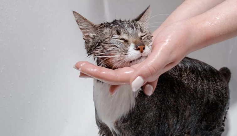貓咪洗澡注意事項