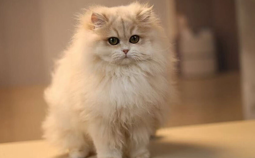 短腿猫遗传疾病 短腿猫遗传疾病