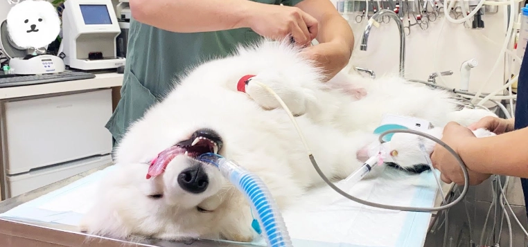 母犬結紮最佳時間