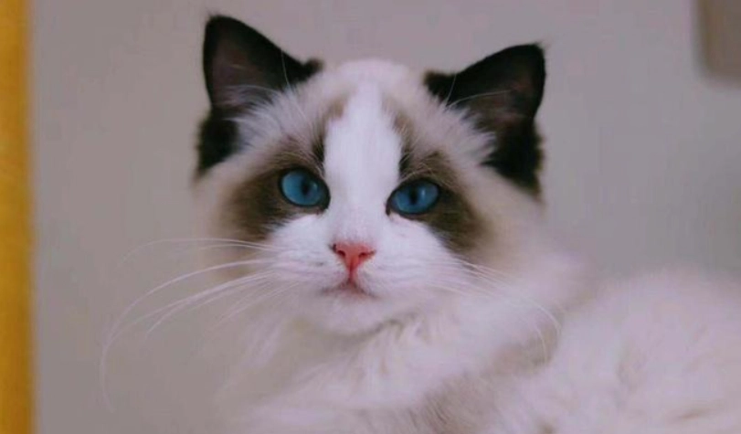 貓智商排名 貓智商排名