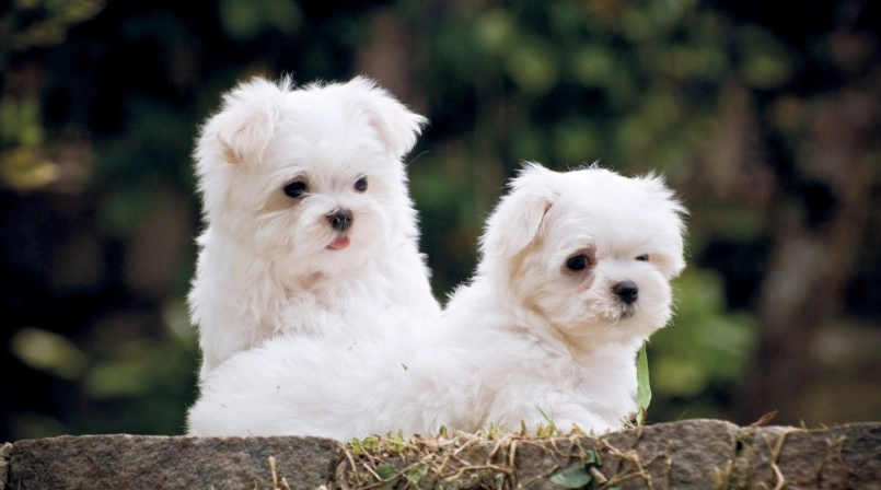 迷你瑪爾濟斯健康問題