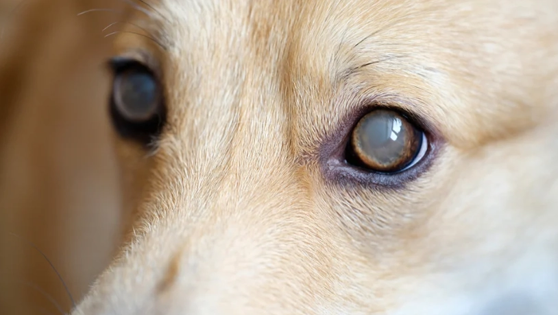狗狗白內障治療