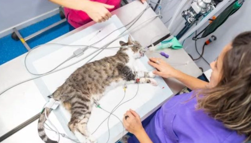 貓咪結紮時間 貓咪結紮時間