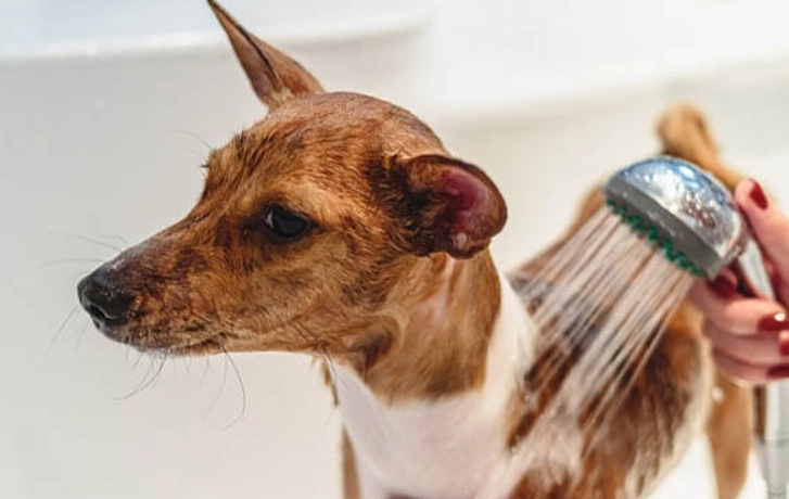 狗狗拔牙後洗澡