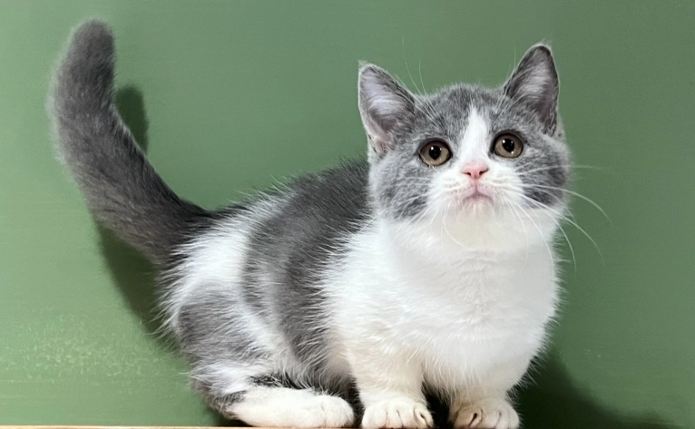 短腿猫遗传疾病