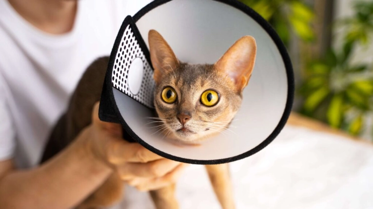 母貓結紮年齡 母貓結紮年齡