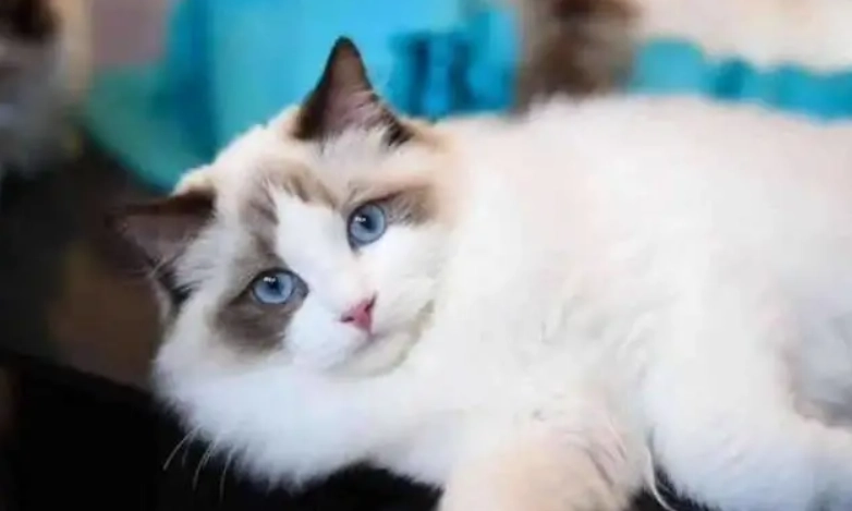 布偶貓智商 布偶貓智商