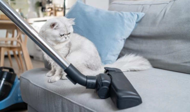 貓掉毛解決方案