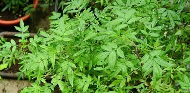 萬壽菊葉子禁忌