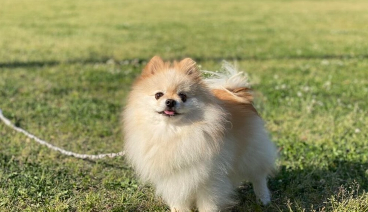 博美體重過重解決