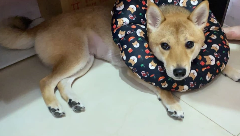 結紮後狗狗攻擊性