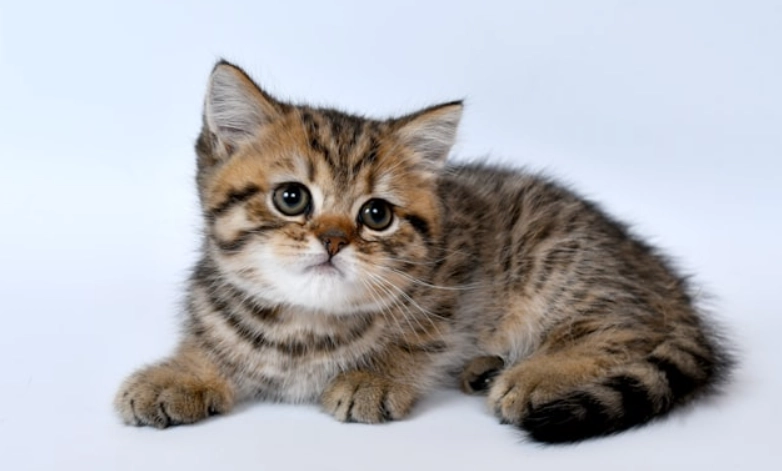 母貓結紮年齡 母貓結紮年齡