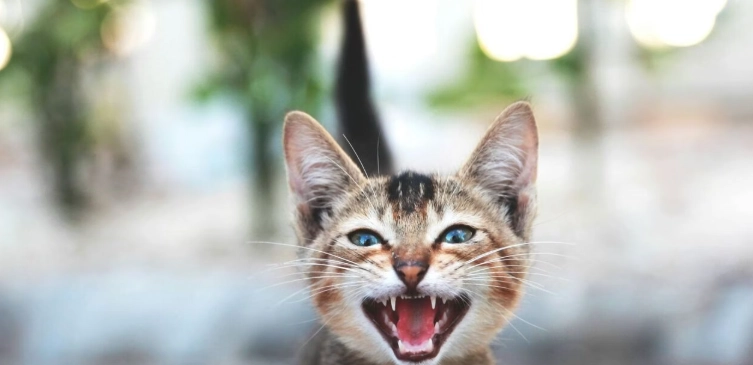 貓口炎手術費用