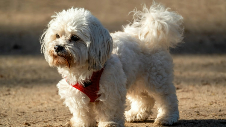 迷你瑪爾濟斯平均壽命