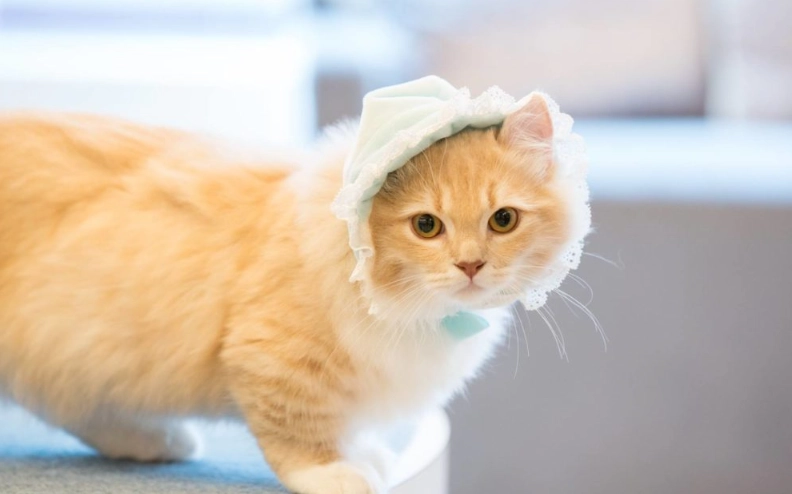 短腿猫遗传疾病 短腿猫遗传疾病