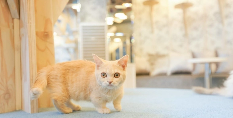 曼基貓品種 曼基貓品種