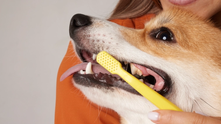 狗狗牙齒鬆動原因