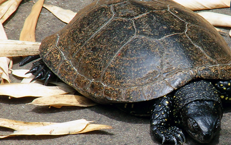 澤龜壽命影響因素 澤龜壽命影響因素