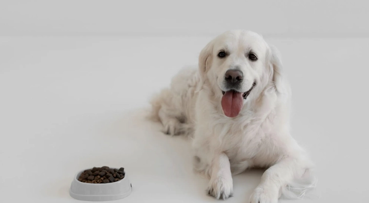 纠正狗狗不吃飼料