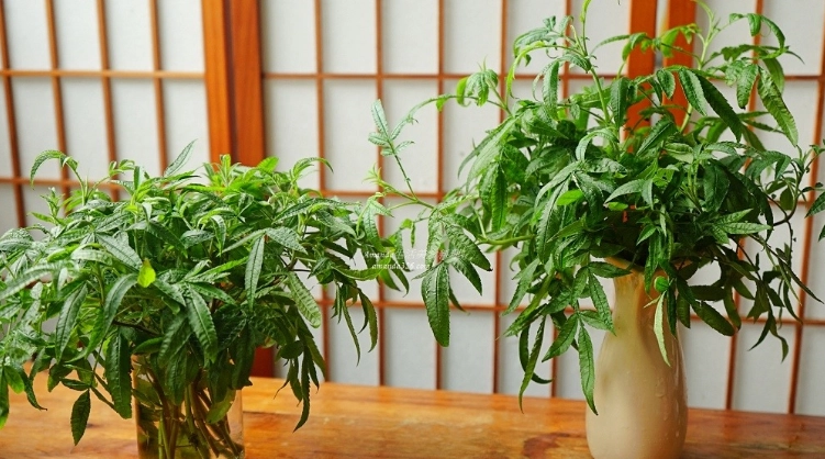 萬壽菊葉子禁忌