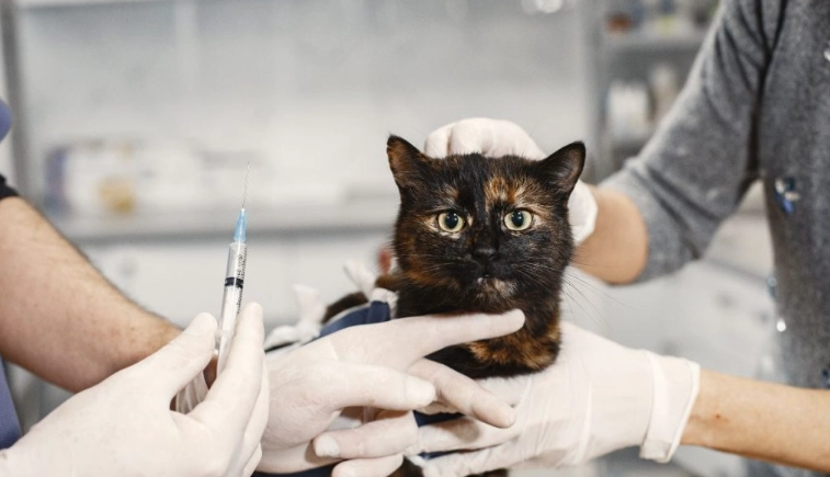 貓咪預防針三合一