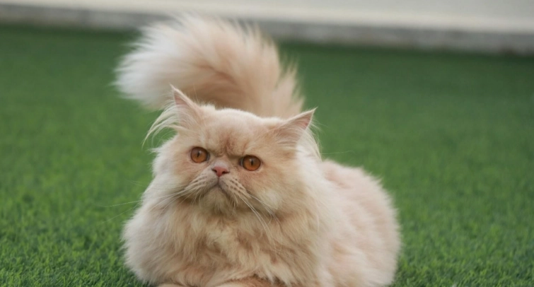 長毛貓品種介紹