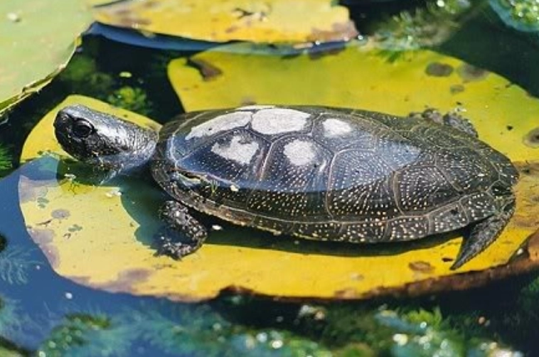 澤龜壽命影響因素 澤龜壽命影響因素