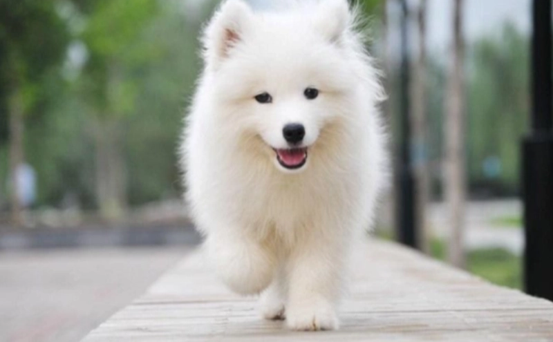 狗狗拔牙後洗澡