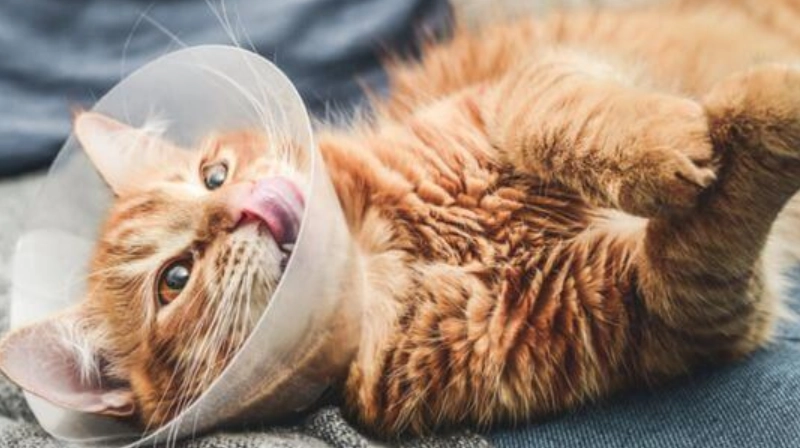 貓結紮後餵食指南