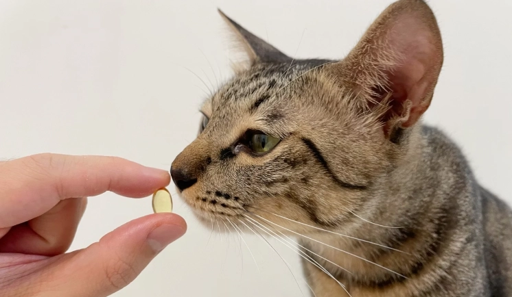 貓咪便秘魚油推薦