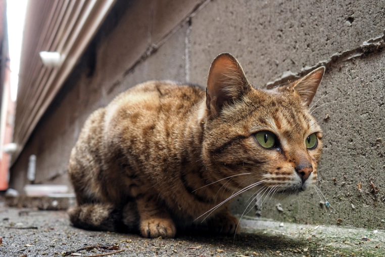 幫助流浪貓技巧