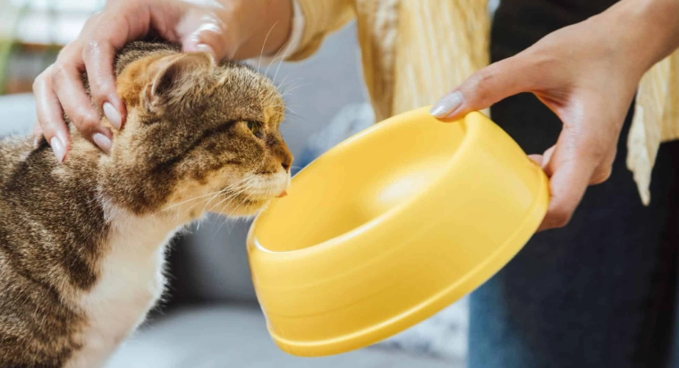 貓咪拉肚子飲食