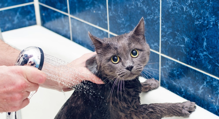 貓咪洗澡頻率