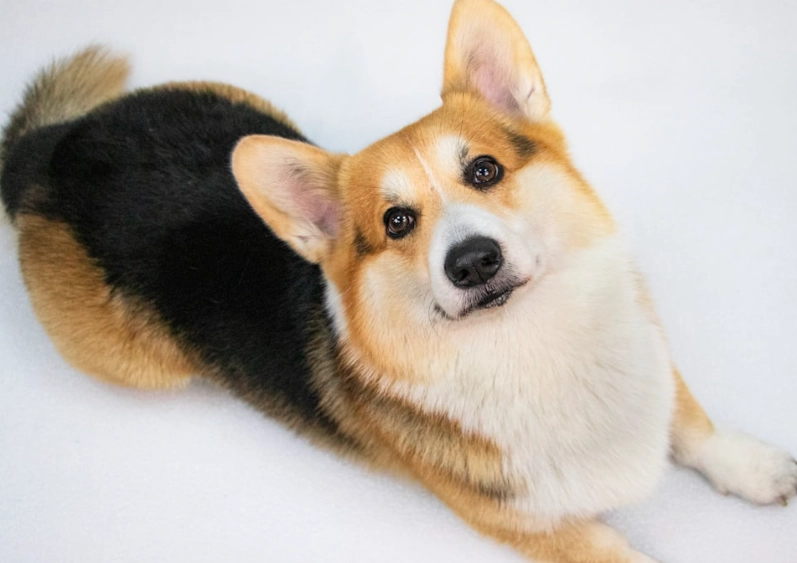 狗狗結紮行為變化