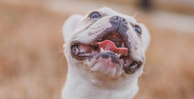 狗狗牙齒清潔方法