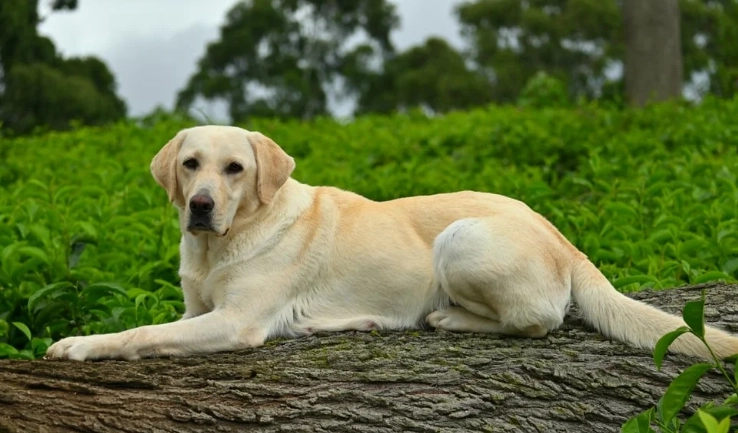 拉布拉多犬適合家庭嗎