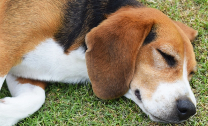 白內障手術費用