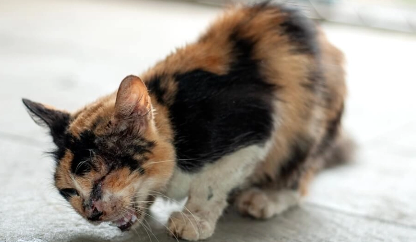 貓氣喘發作頻率