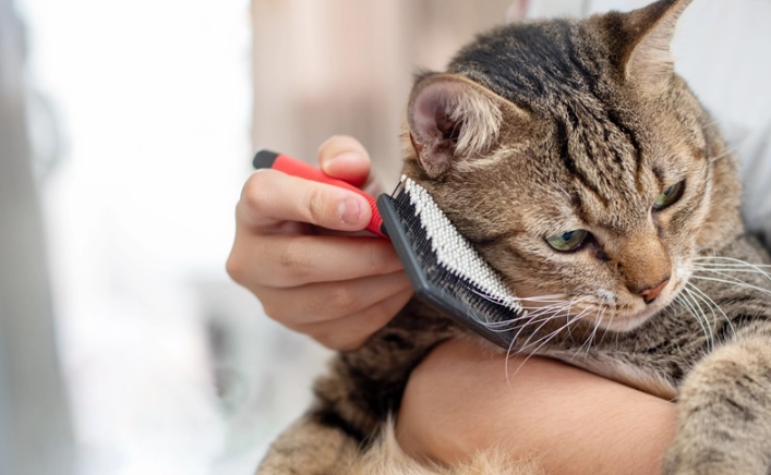 貓愛滋症狀 貓愛滋症狀