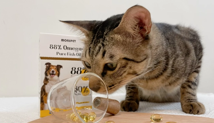 貓咪魚油好處