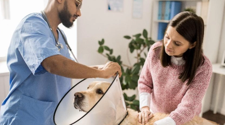 狗狗結紮最佳年齡