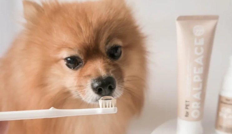 狗狗牙齒清潔方法